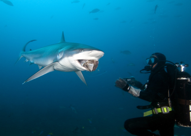 Bega06_Silvertip Shark (Carcharhinus_albimarginatus).jpg